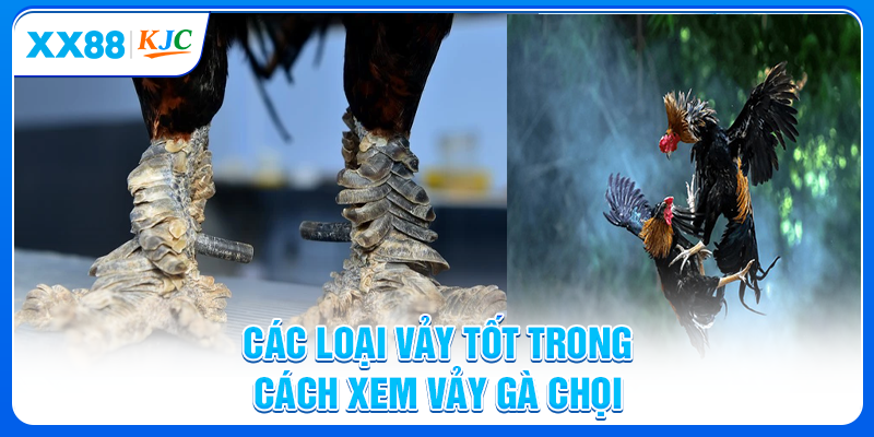 Các loại vảy tốt trong cách xem vảy gà chọi