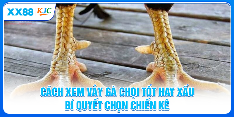 Cách Xem Vảy Gà Chọi Tốt Hay Xấu - Bí Quyết Chọn Chiến Kê