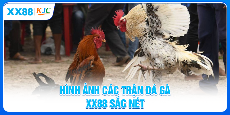 Hình ảnh các trận đá gà XX88 sắc nét