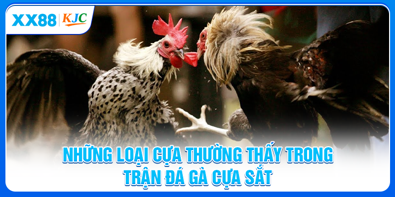 Những loại cựa thường thấy trong trận đá gà cựa sắt